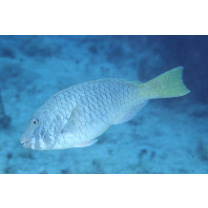 Sparisoma chrysopterum (Bloch et Schneider, 1801)