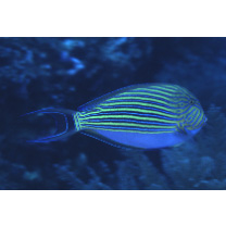 Acanthurus lineatus (Linnaeus, 1758)