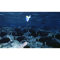 Acanthurus auranticavus Randall, 1956