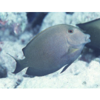 Ctenochaetus striatus (Quoy et Gaimard, 1825)