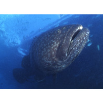 Epinephelus lanceolatus (Bloch, 1790)