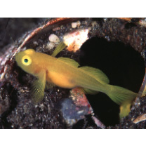 Lubricogobius exiguus Tanaka, 1915