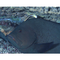 Labroides bicolor Fowler et Bean, 1928