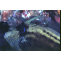 Cantherhines fronticinctus (Gunther, 1867)