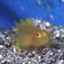Lubricogobius exiguus Tanaka, 1915