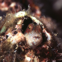 Mimoblennius atrocinctus (Regan, 1908)