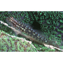 Eviota prasites Jordan et Seale, 1906