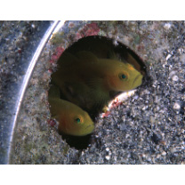 Lubricogobius exiguus Tanaka, 1915