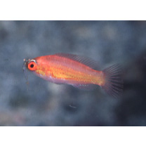 Paracheilinus carpenteri Randall et Lubbock, 1981