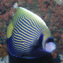 Pomacanthus imperator (Bloch, 1787)