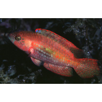 Oxycheilinus bimaculatus (Valenciennes, 1840)