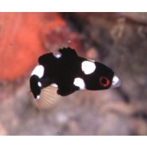 Bodianus axillaris (Bennett, 1832)