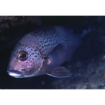 Plectorhinchus picus (Cuvier, 1828)