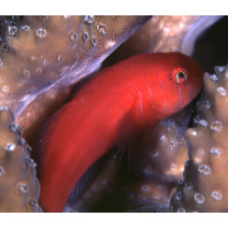 Gobiodon quinquestrigatus (Valenciennes, 1837)