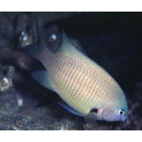 Pomacentrus nigromarginatus Allen, 1973