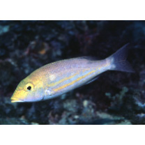 Lethrinus genivittatus Valenciennes, 1830