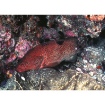 Epinephelus trimaculatus (Valenciennes, 1828)