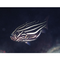 Grammistes sexlineatus (Thunberg, 1792)