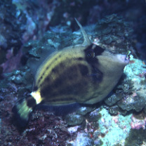 Cantherhines fronticinctus (Gunther, 1867)