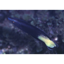 Labroides bicolor Fowler et Bean, 1928