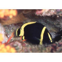 Chaetodontoplus melanosoma (Bleeker, 1853)