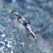 Halichoeres margaritaceus (Valenciennes, 1839) or Halichoeres nebulosus (Valenciennes, 1839)