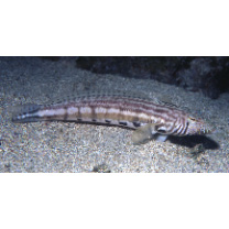 Parapercis kamoharai Schultz, 1966