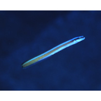 Gunnellichthys curiosus Dawson, 1968