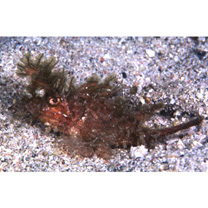 Pteroidichthys amboinensis Bleeker, 1856