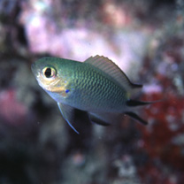 Pomachromis richardsoni (Snyder, 1909)