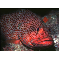 Epinephelus trimaculatus (Valenciennes, 1828)