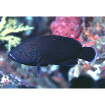 Cephalopholis sonnerati (Valenciennes, 1828)