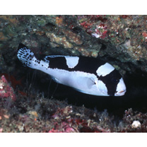 Plectorhinchus picus (Cuvier, 1828)