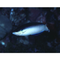 Anampses neoguinaicus Bleeker, 1878