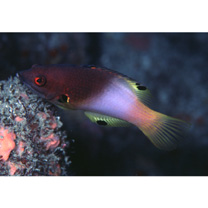 Bodianus axillaris (Bennett, 1832)