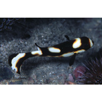 Plectorhinchus vittatus (Linnaeus, 1758)