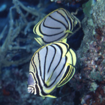 Chaetodon meyeri Bloch et Schneider, 1801