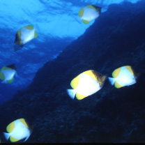 Hemitaurichthys polylepis (Bleeker, 1857)