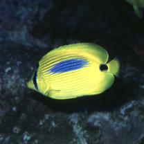 Chaetodon plebeius Cuvier, 1831