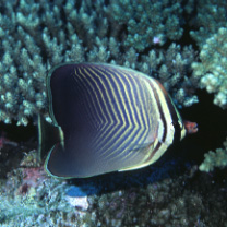 Chaetodon baronessa Cuvier, 1829