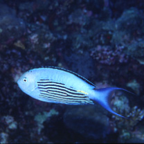 Genicanthus watanabei (Yasuda et Tominaga, 1970)