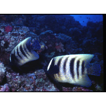 Pomacanthus sexstriatus (Cuvier, 1831)