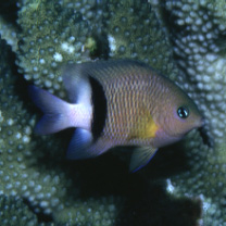 Plectroglyphidodon dickii (Lienard, 1839)