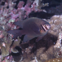 Neoglyphidodon nigroris (Cuvier, 1830)