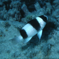 Chrysiptera tricincta (Allen et Randall, 1974)