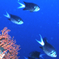 Chromis xanthura (Bleeker, 1854)