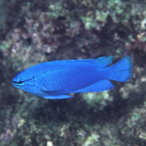 Chrysiptera cyanea (Quoy et Gaimard, 1825)