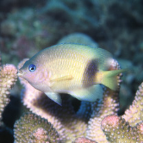 Plectroglyphidodon johnstonianus Fowler et Ball, 1924