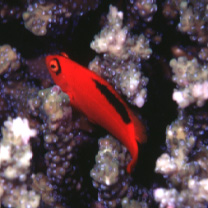 Neocirrhites armatus Castelnau, 1873