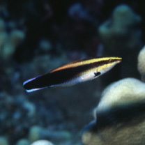 Labroides pectoralis Randall et Springer, 1975